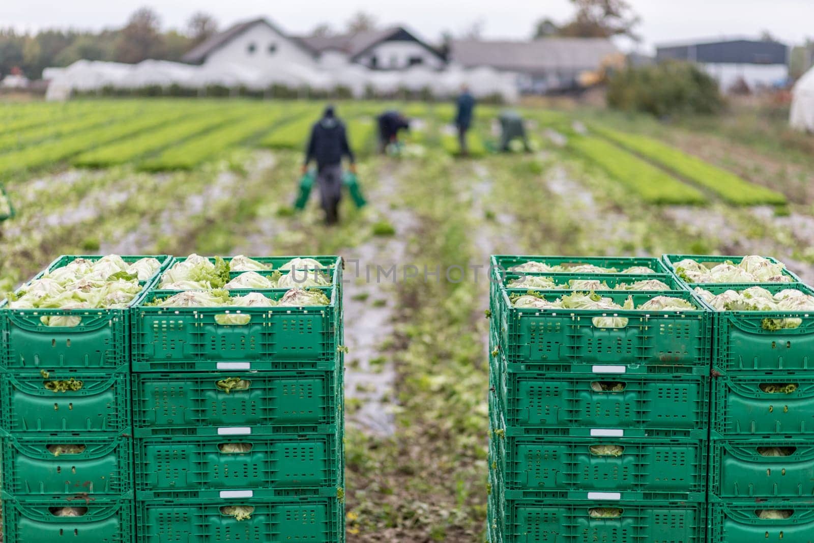 Letuce heads in wooden baskets after manual harvest on organic letuce farm. Agriculture and ecological farming concept