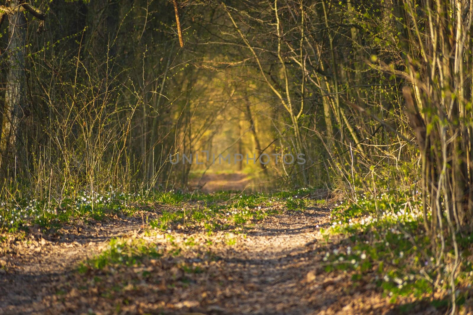 Tunnel path in the forest lit by the sun, spring day