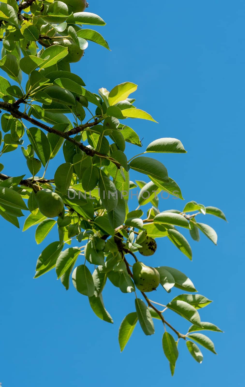 a foliage on the blue sky background