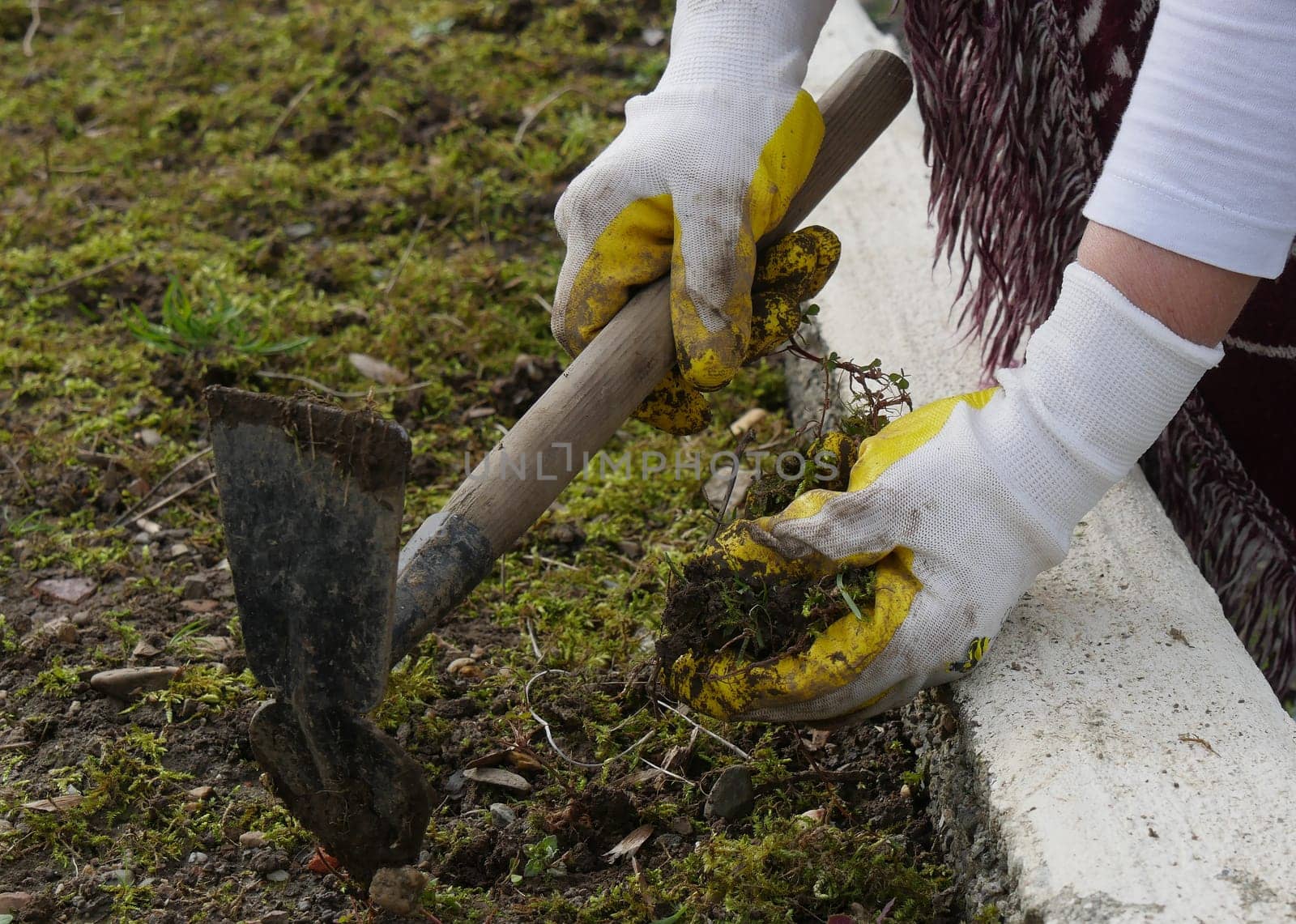 a close up of woman hands gardening