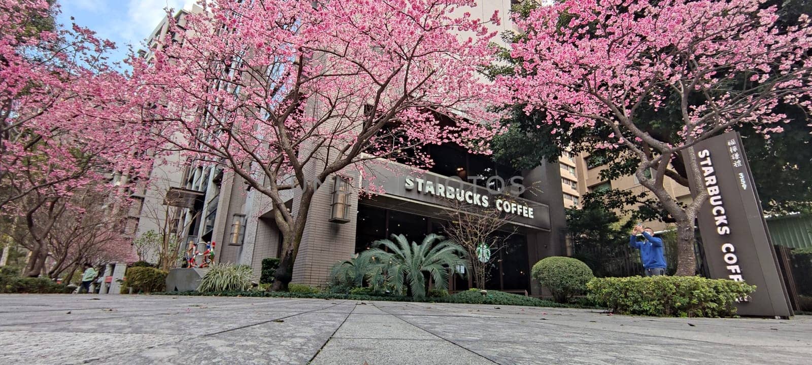 linkou, Taiwan - Jan 31, 2022 : Starbucks in linko, New Taipei City, Taiwan during springtime with full bloom sakura tree..
