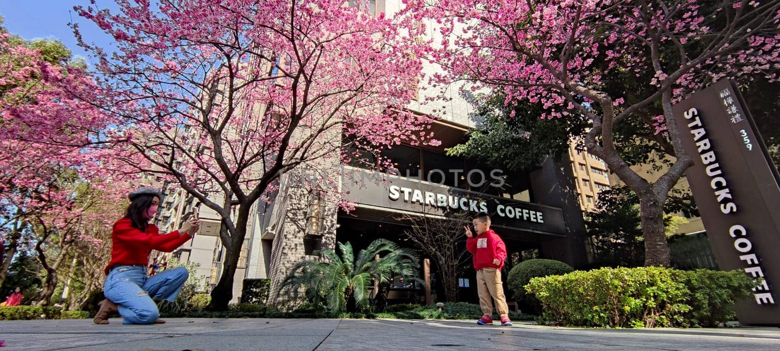 linkou, Taiwan - Jan 31, 2022 : Starbucks in linko, New Taipei City, Taiwan during springtime with full bloom sakura tree..