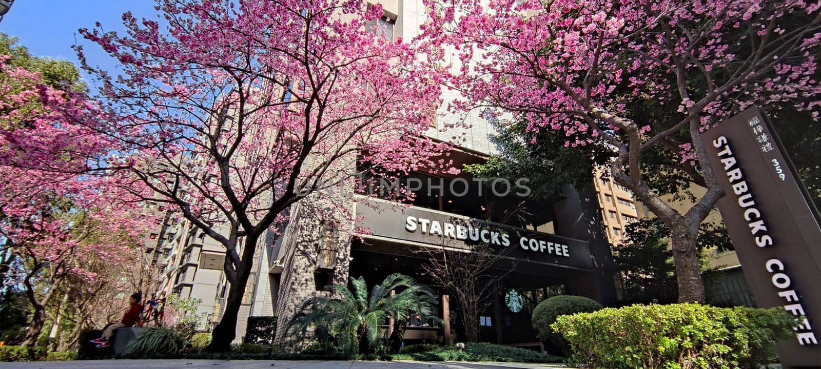 linkou, Taiwan - Jan 31, 2022 : Starbucks in linko, New Taipei City, Taiwan during springtime with full bloom sakura tree..