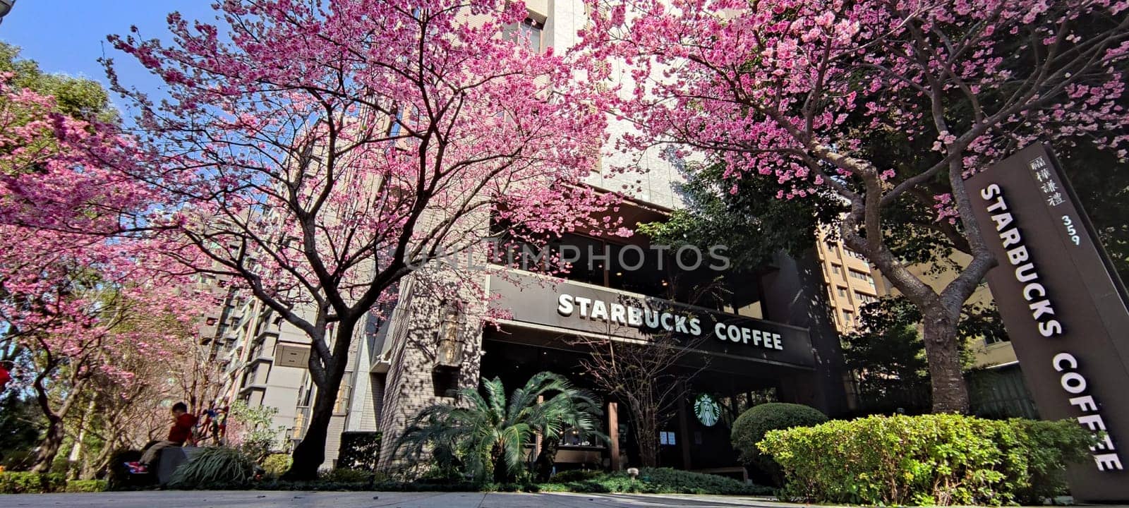 linkou, Taiwan - Jan 31, 2022 : Starbucks in linko, New Taipei City, Taiwan during springtime with full bloom sakura tree..