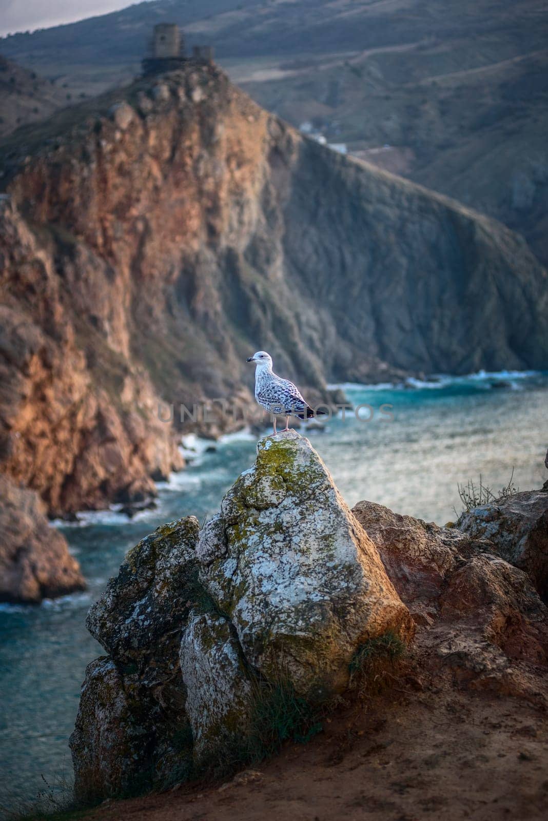 Landscape, sea, mountains and a seagull sitting on a stone, in the background, there is an old fortress on the mountain.