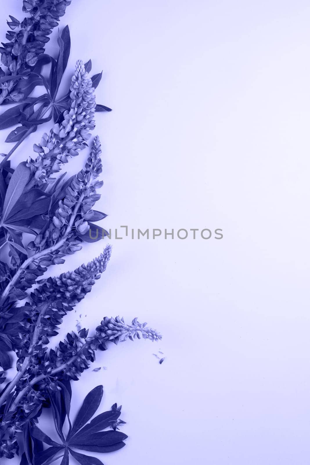 Background with flowers and leafs colored in trendy violet color
