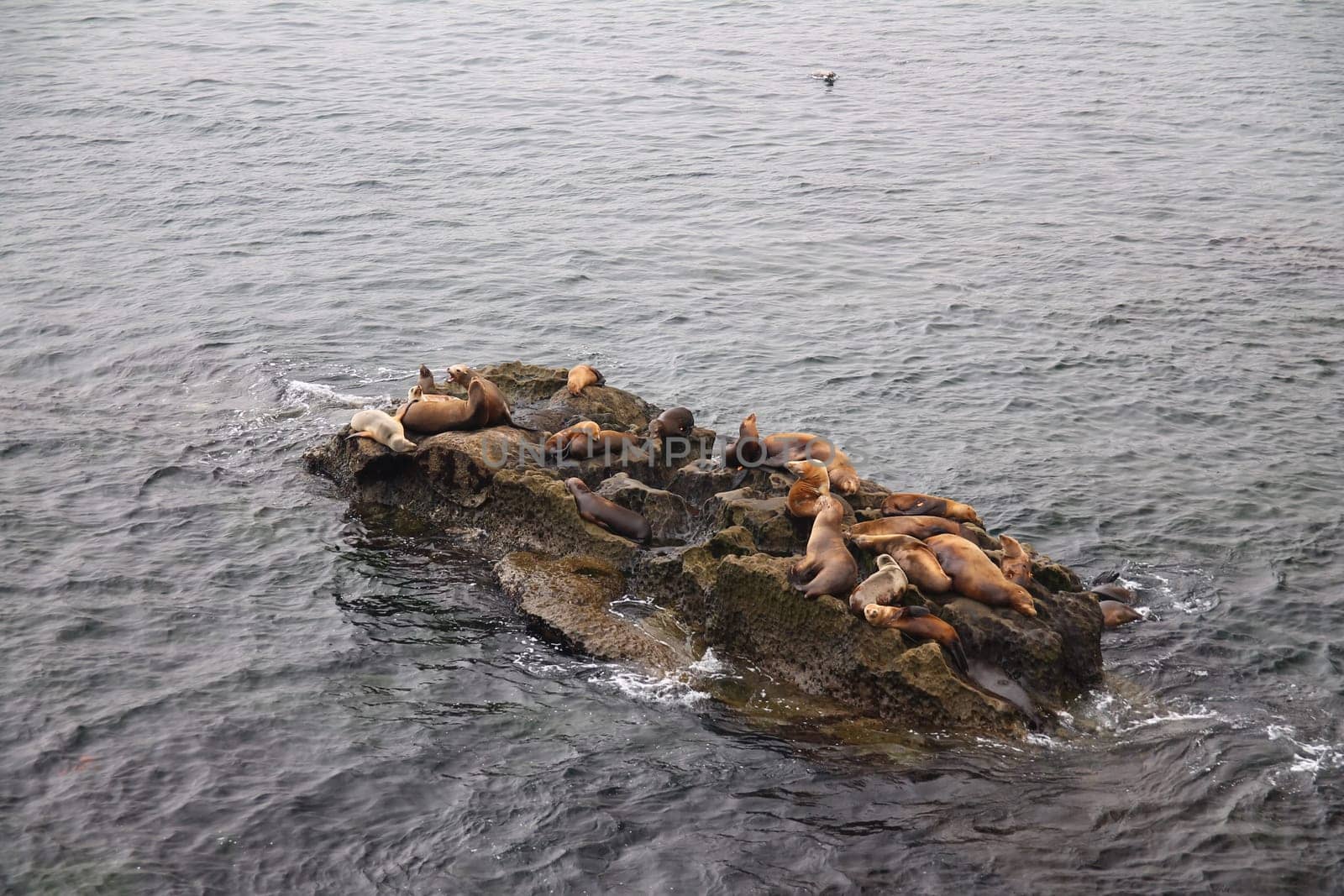 The sea lions laying on the rock in the middle of the Pacific Ocean near California