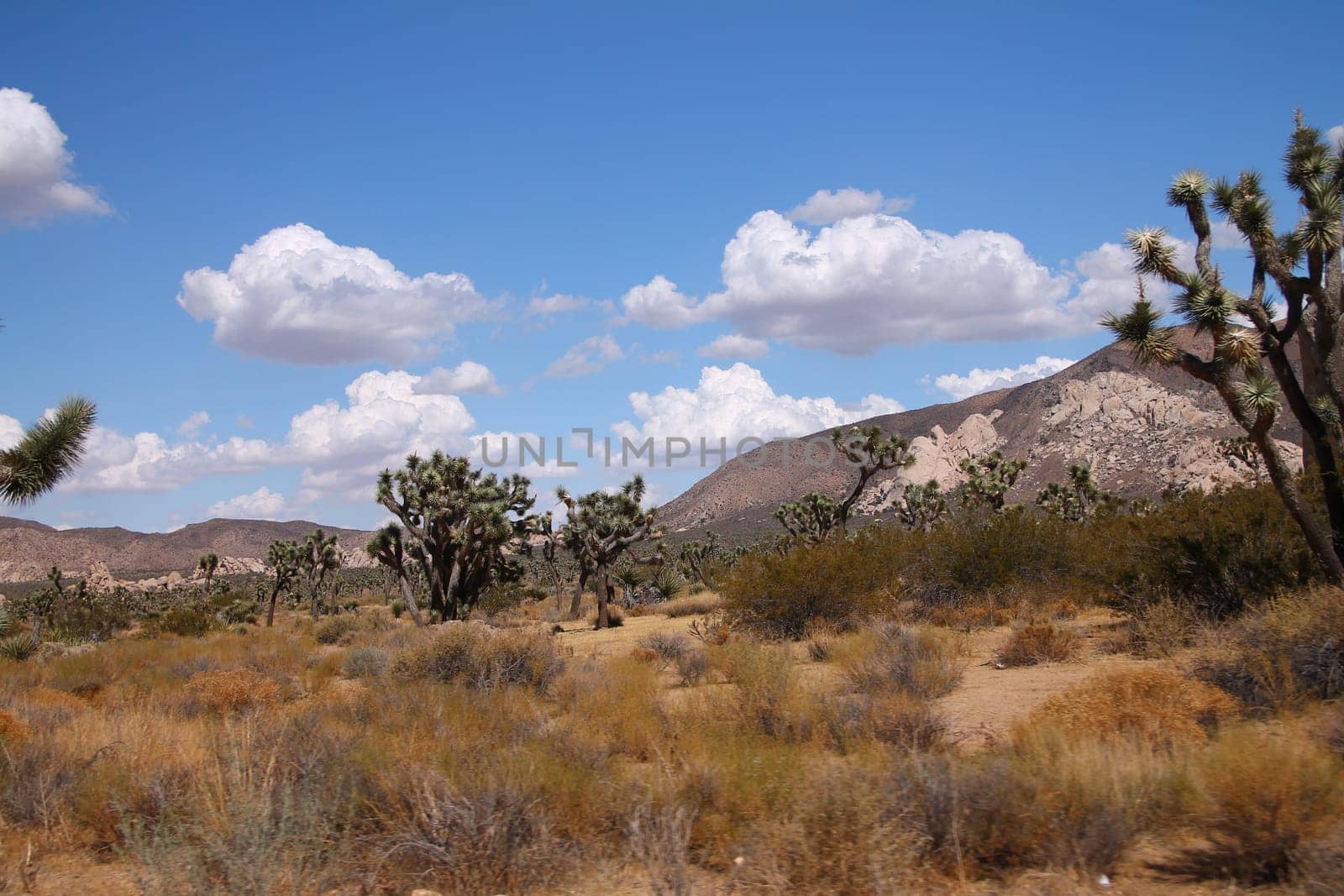 The white clouds in the blue sky over the Joshua Tree National Park in California