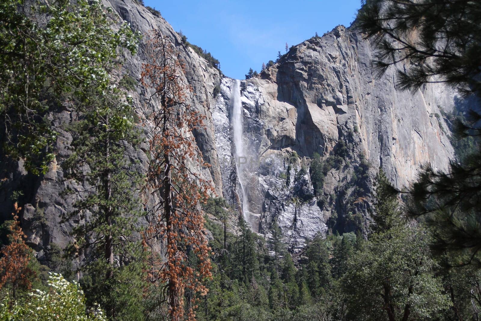 The impressive Yosemite falls with a sick pine tree in California