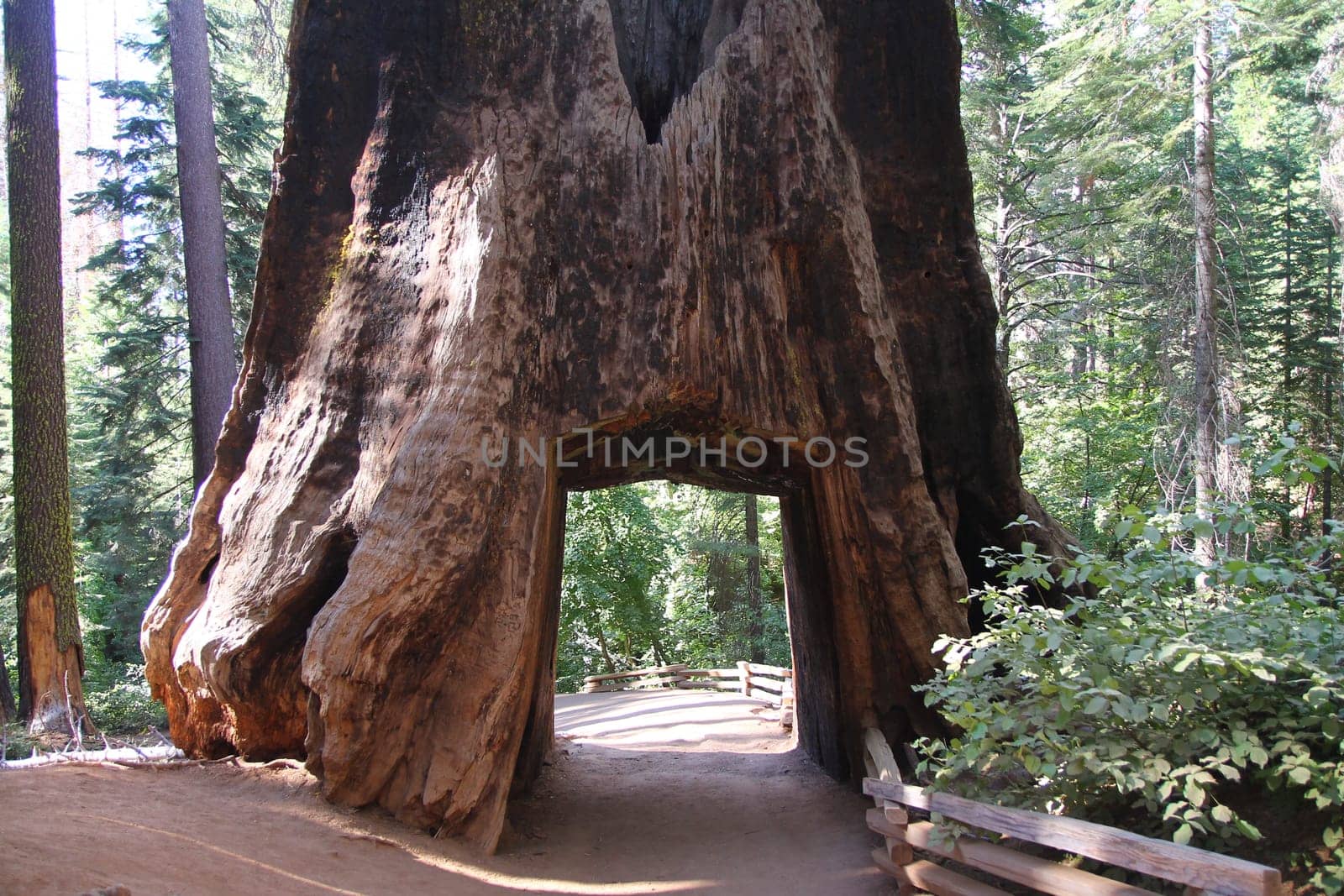 The big hole in the big Sequoia in the Yosemite National Park in California