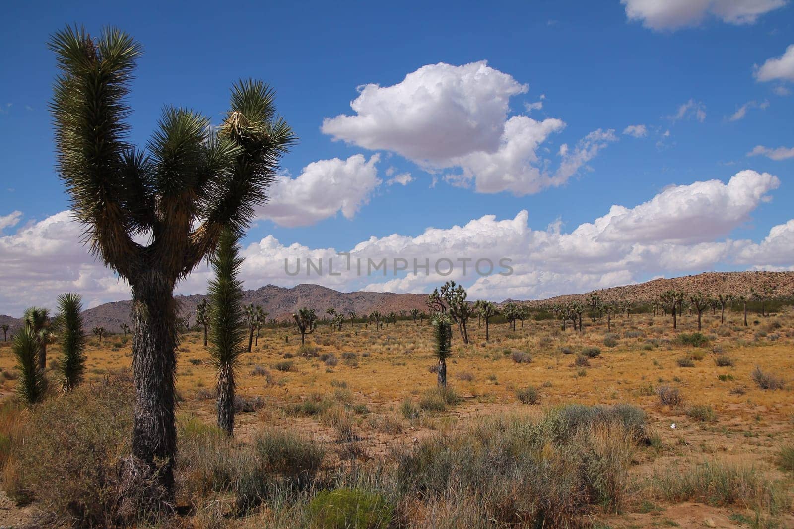 The strange trees covering the desert of the Joshua Tree National Park in California in the United States of America
