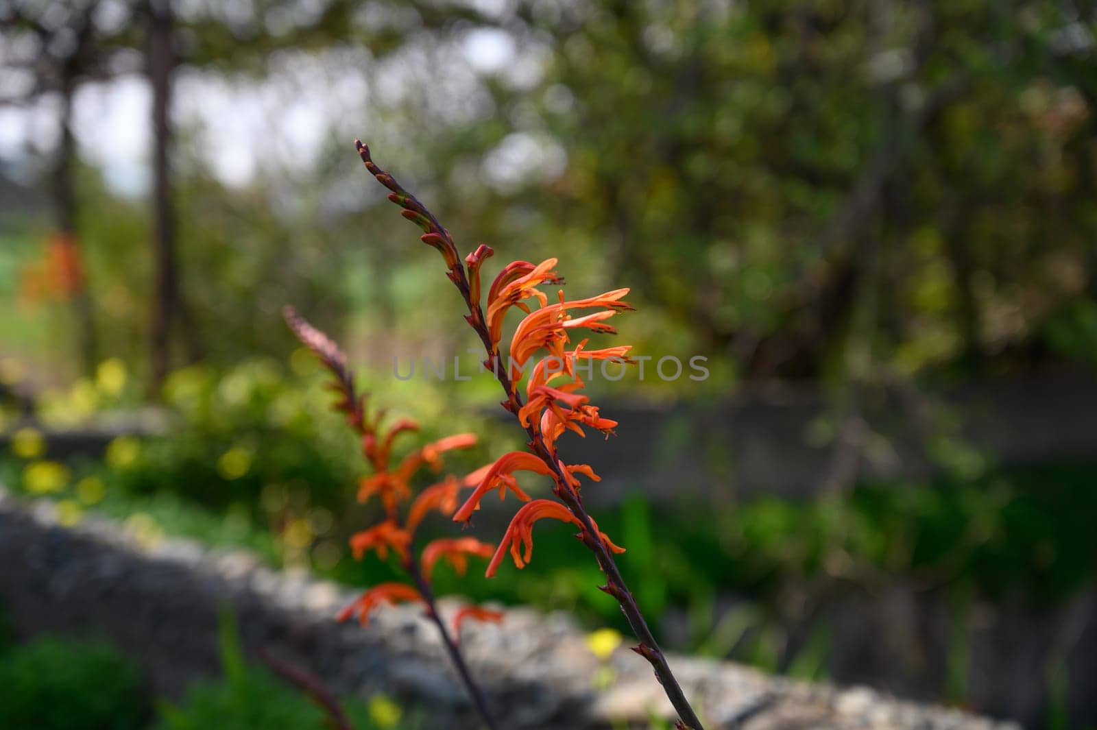 Bright orange blossoms emerge from a delicate stem, showcasing nature's beauty in a peaceful garden setting.