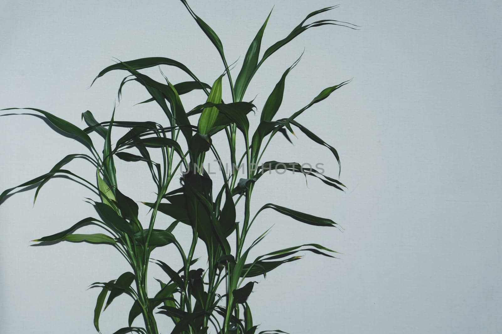 Houseplant leaves close up. foliage of the home plant