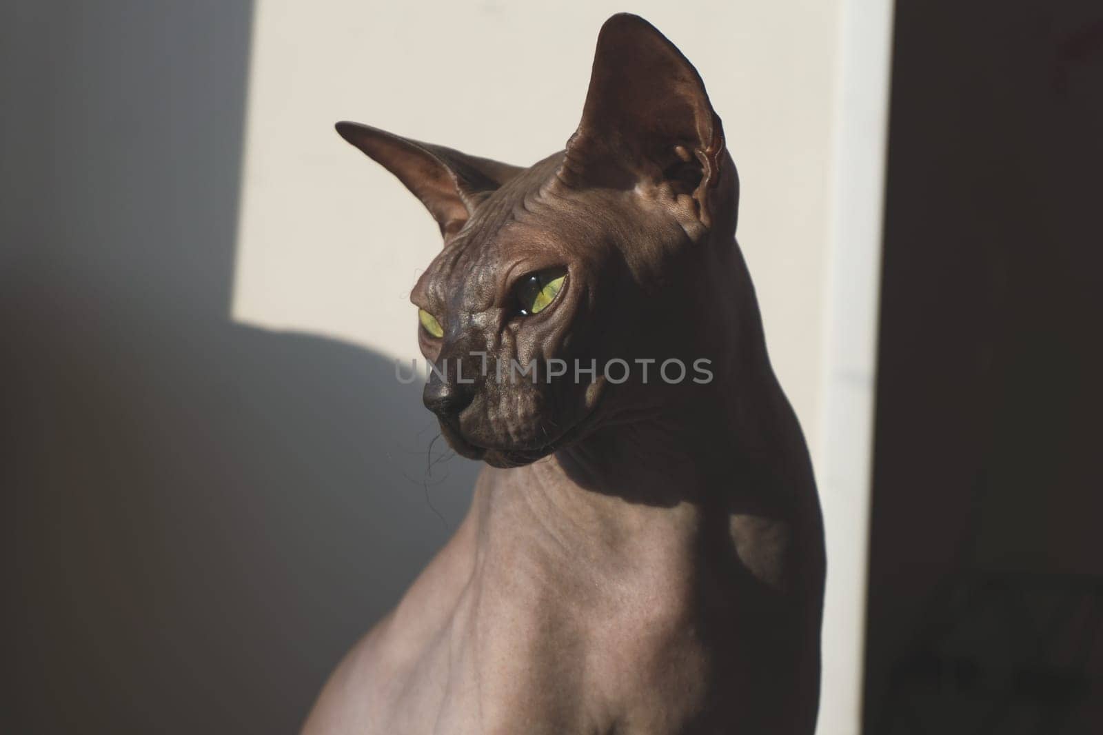 Grey sphynx cat. domestic purebred animal. adorable pet