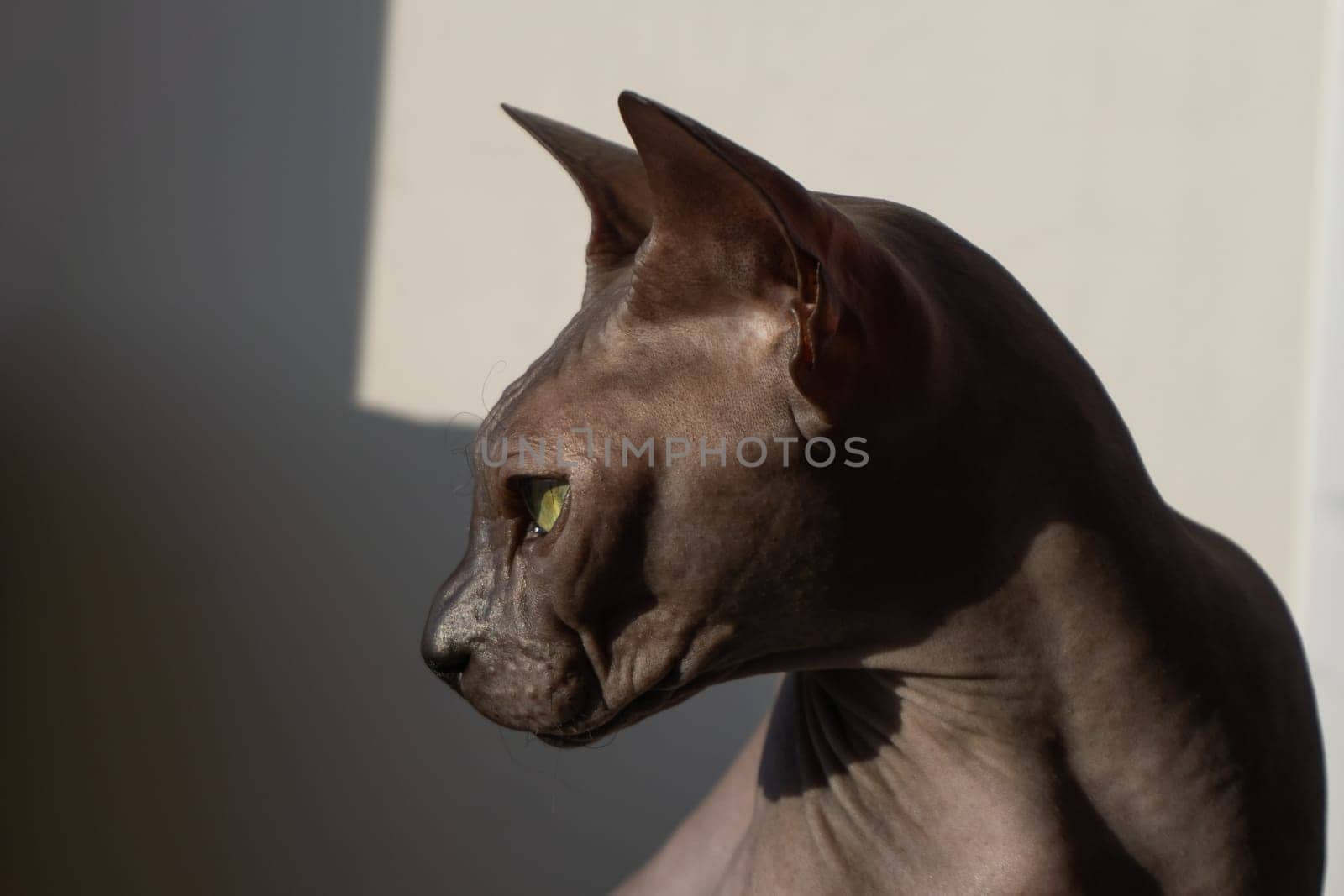 Grey sphynx cat. domestic purebred animal. adorable pet