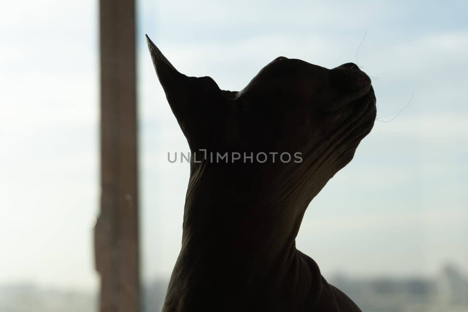 Sphynx cat silhouette. adorable pet. domestic animal