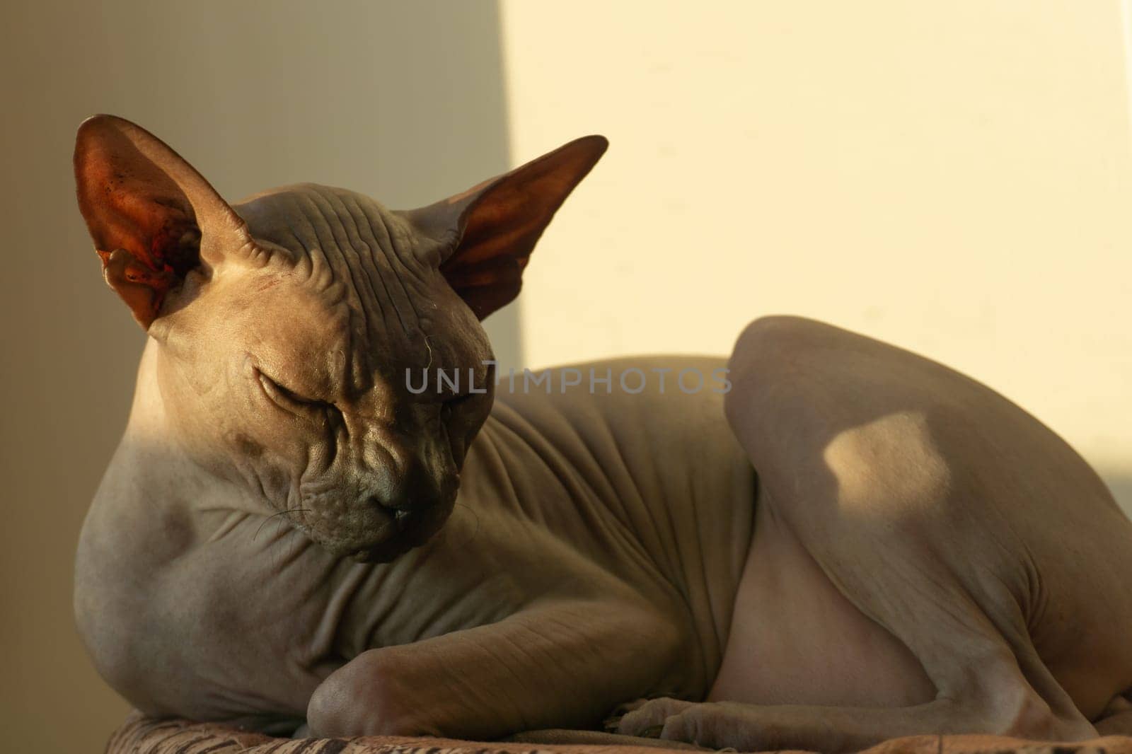 Sphynx hairless cat is resting. adorable purebred pet. domestic animal