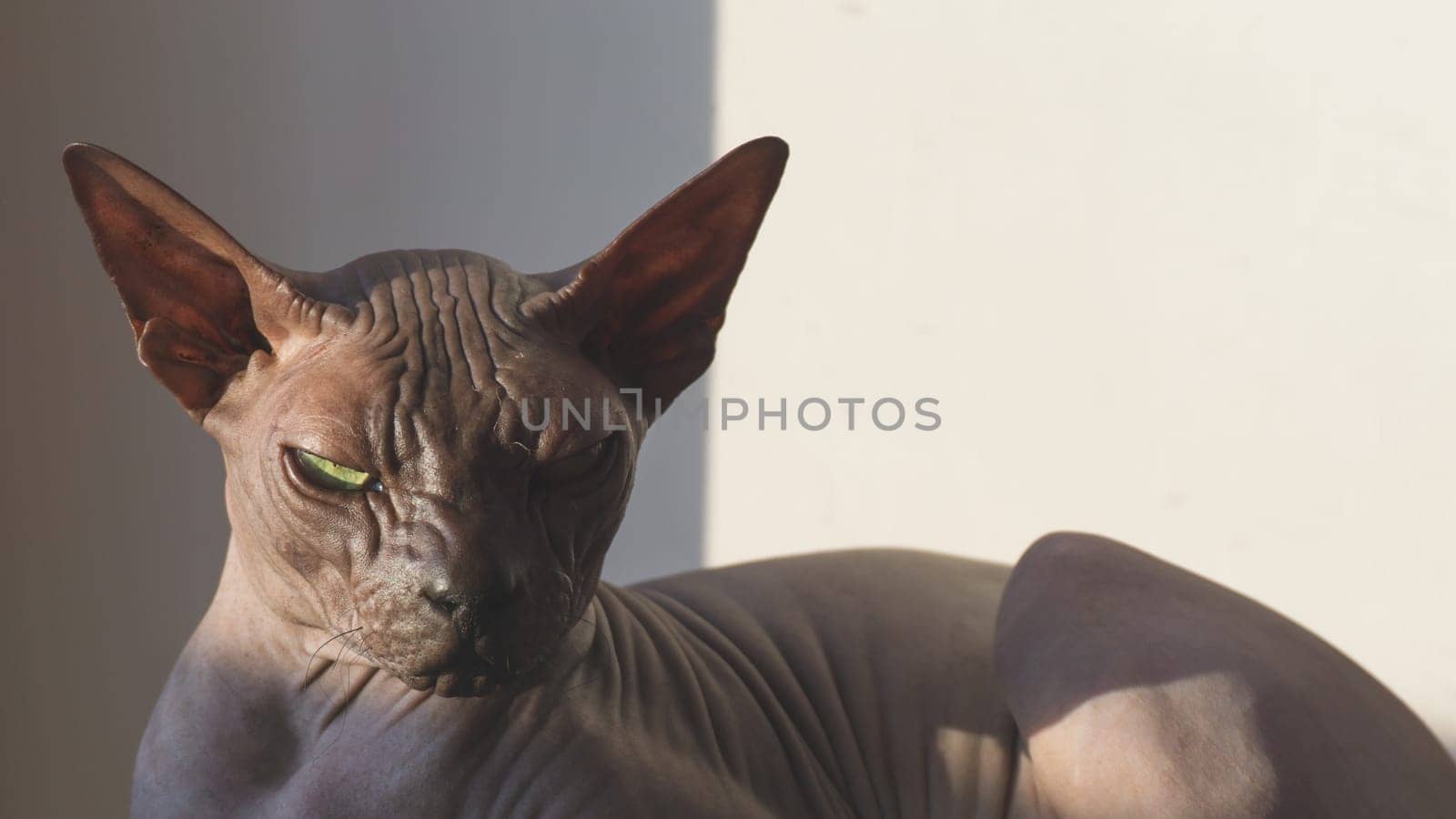 Sphynx hairless cat is resting. adorable purebred pet. domestic animal