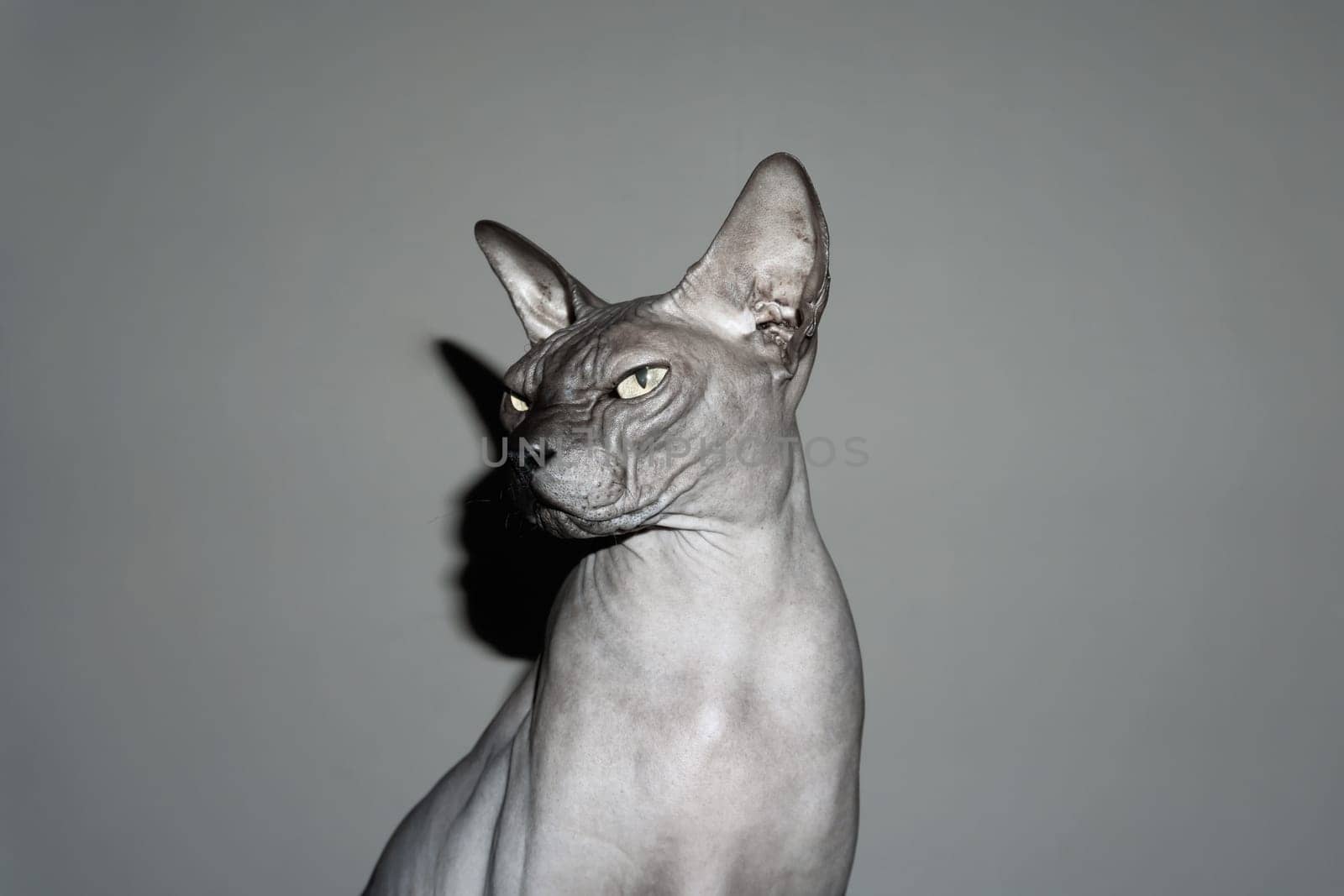 Grey sphynx cat. adorable purebred pet. domestic animal