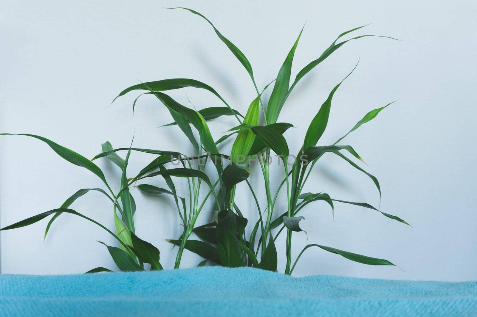 Houseplant leaves close up. foliage of the home plant