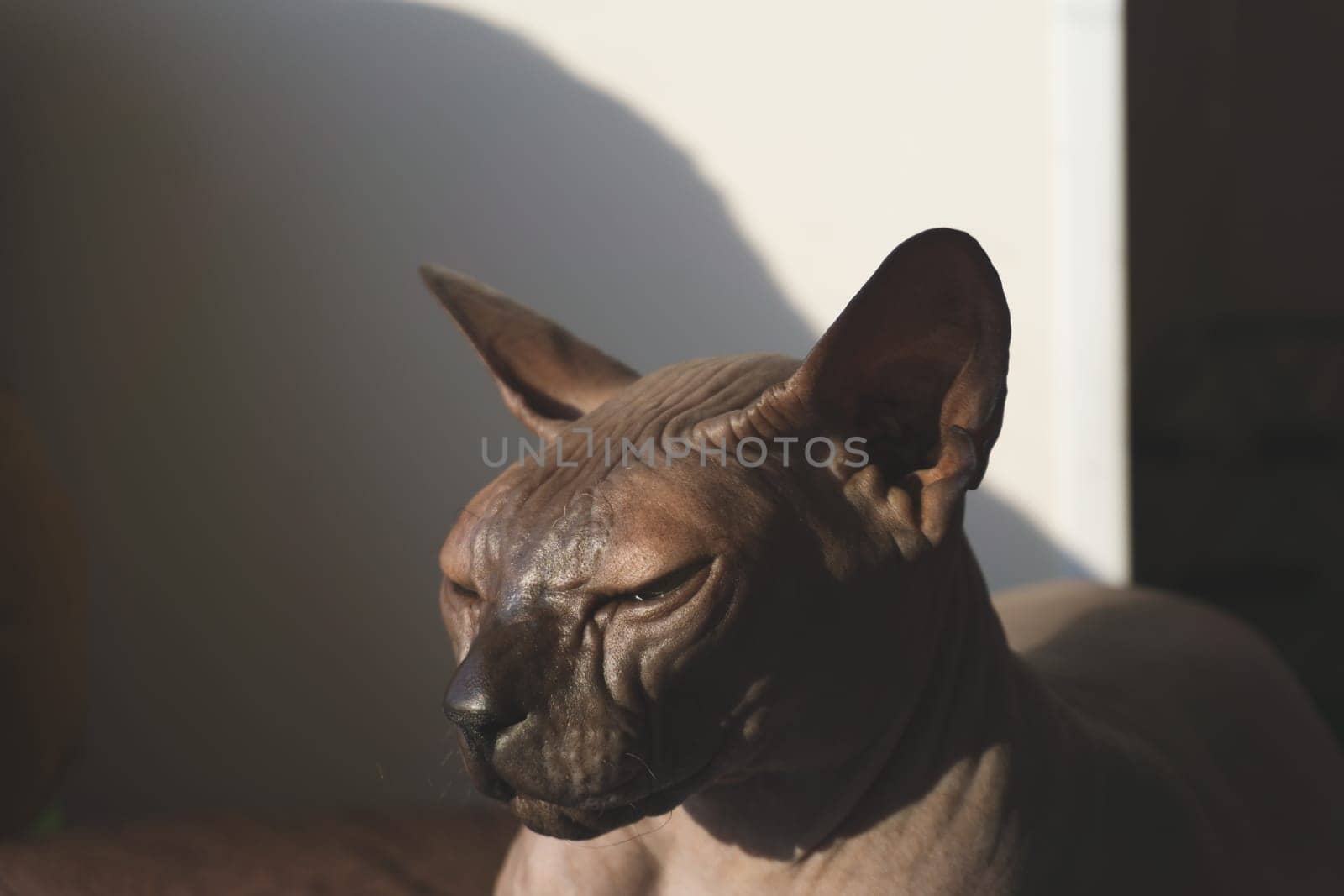 Grey sphynx cat. domestic purebred animal. adorable pet