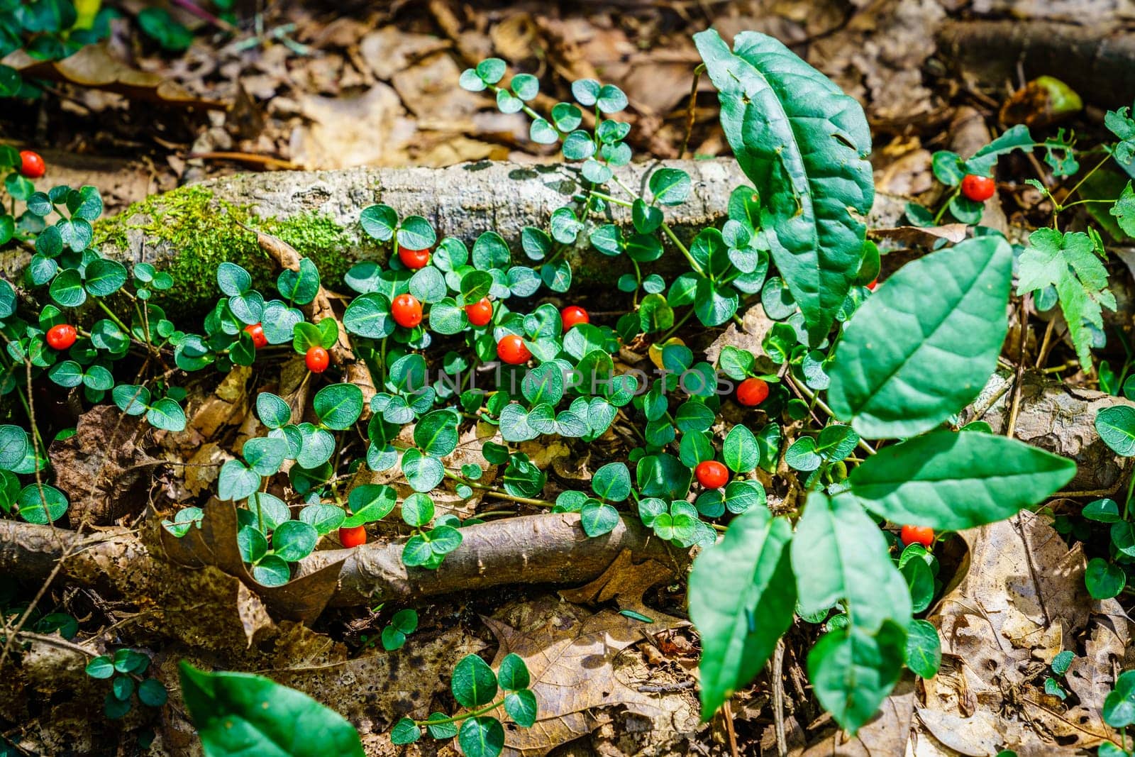 Close-up image of partridgeberry or Mitchella repens