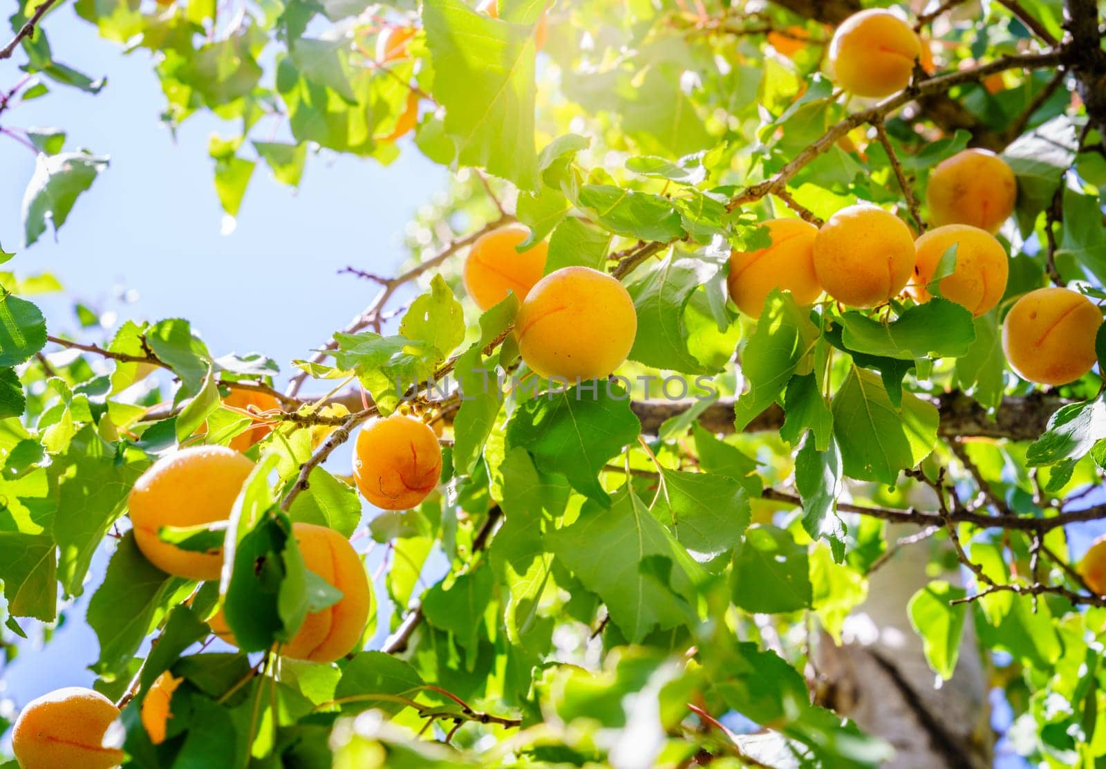Close-up of an apricot tree branch with fuit in a remote mountain village in Tajikistan