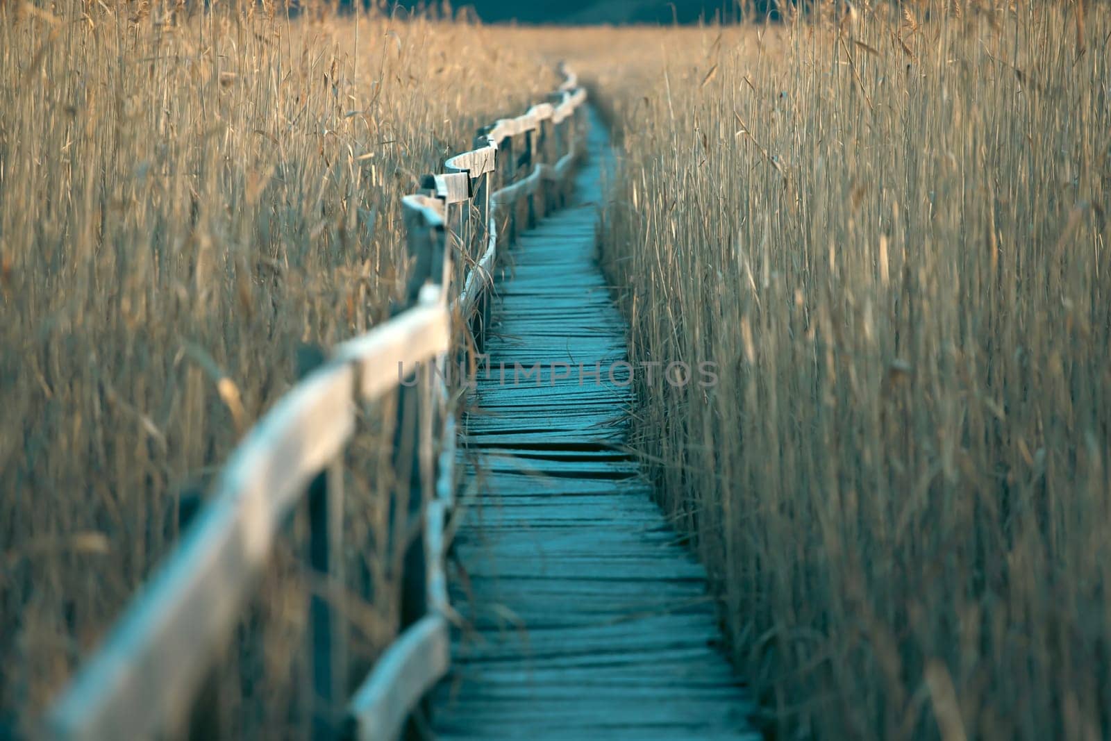 Old wooden boardwalk with a railing on the side and watchtower in the Sic reed reservation, Cluj , Romania
