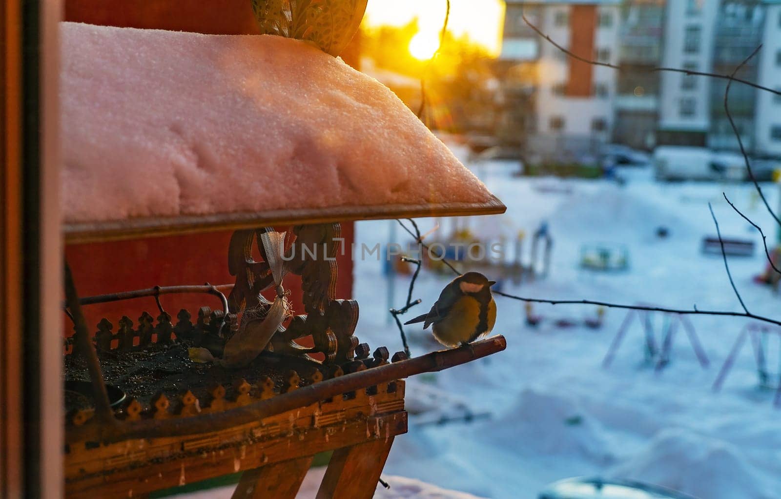 The bird tit sits on a bird feeder in winter at sunset