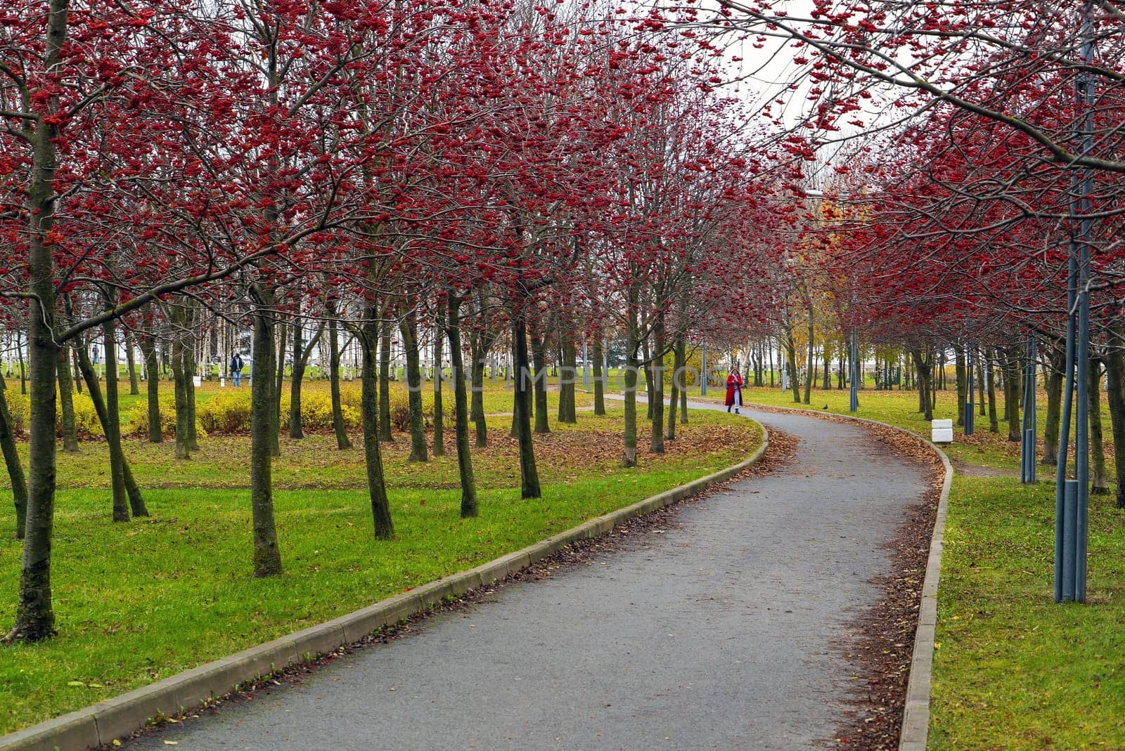 Alley with red mountain ash in the park named after the 300th anniversary of St. Petersburg . Russia.