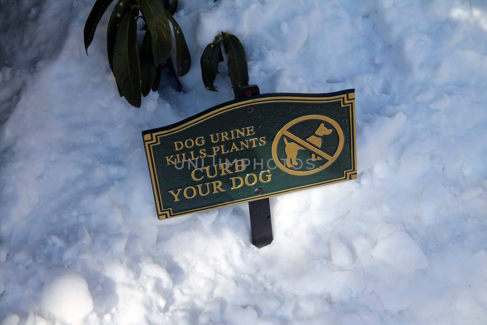 Dog urine kills plants, curb your dog green sign in the snow after a storm