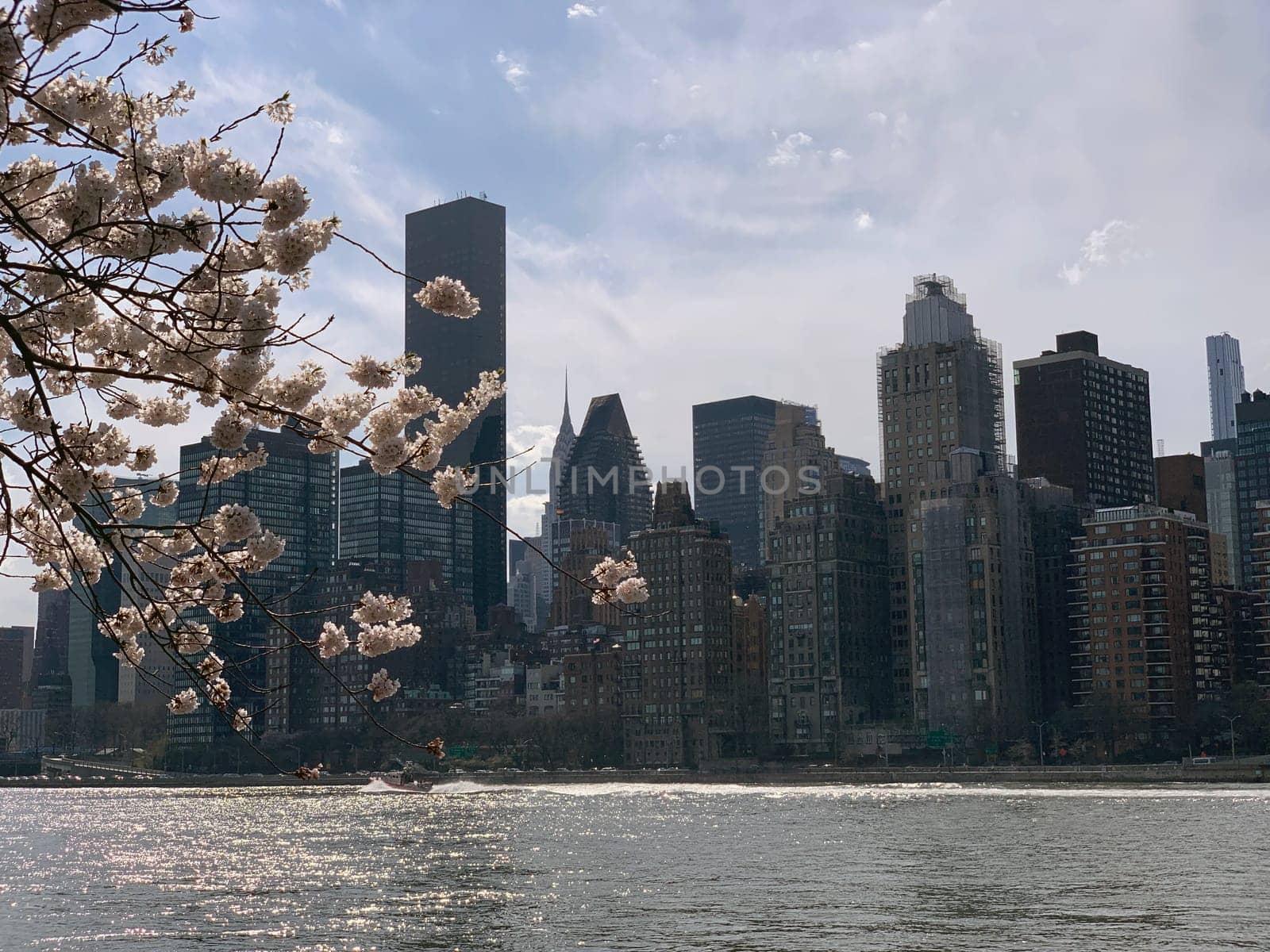 The east side of Manhattan with the East River during the spring cherry blossom from Roosevelt island
