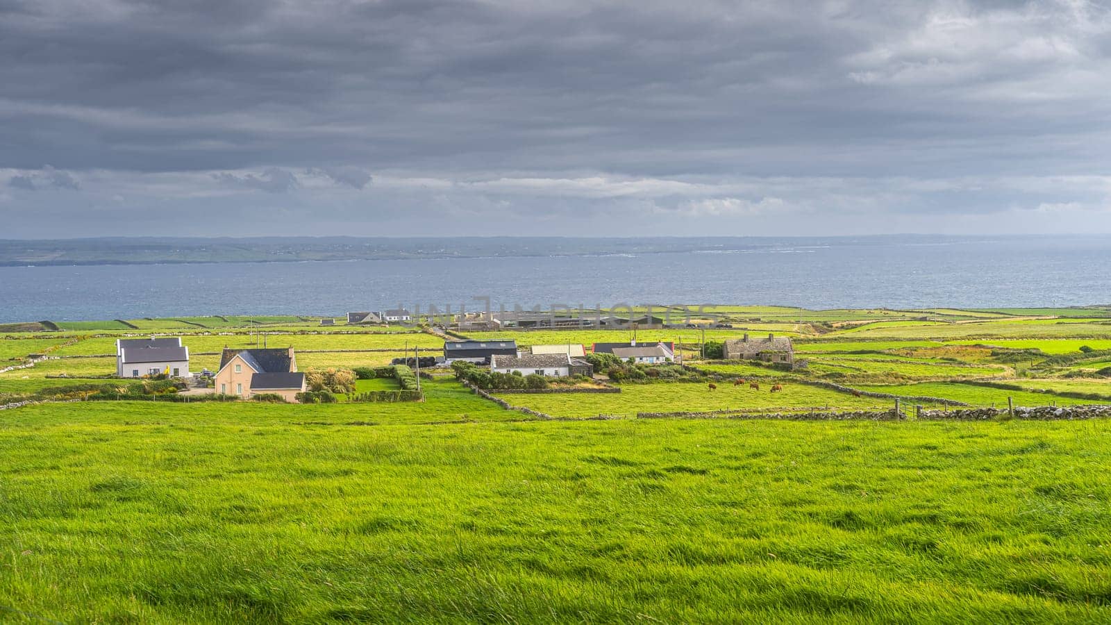 Fields with cattle, divided by stone walls surrounding small village on the edge of Cliffs of Moher, Wild Atlantic Way, County Clare, UNESCO, Ireland