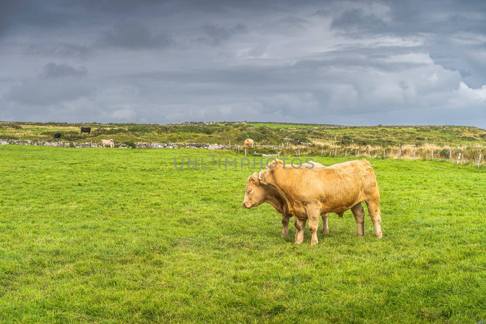 Two happy cows hugging each other on fresh green field on Cliffs of Moher, Wild Atlantic Way, County Clare, UNESCO, Ireland