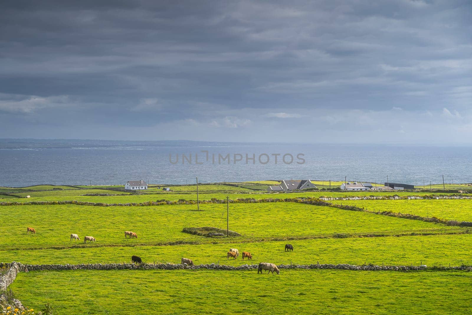 Herd of cattle grazing on green fields or pastures around small village or cottage, Cliffs of Moher, Wild Atlantic Way, County Clare, UNESCO, Ireland