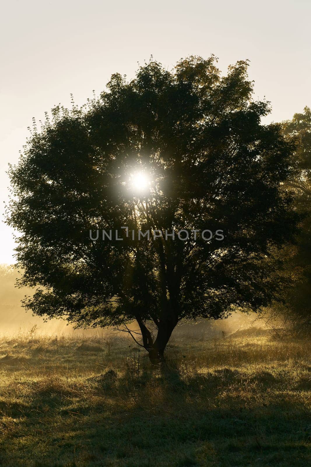 Field maple, Acer campestre in a park near Magdeburg in the early morning with back light