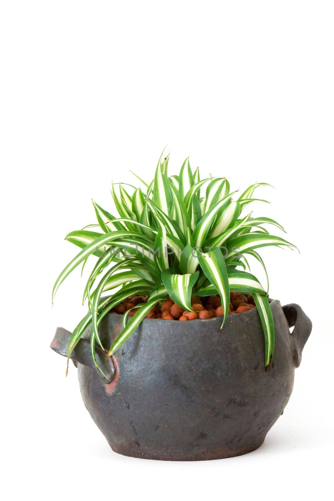 Chlorophytum in clay pot on wooden background