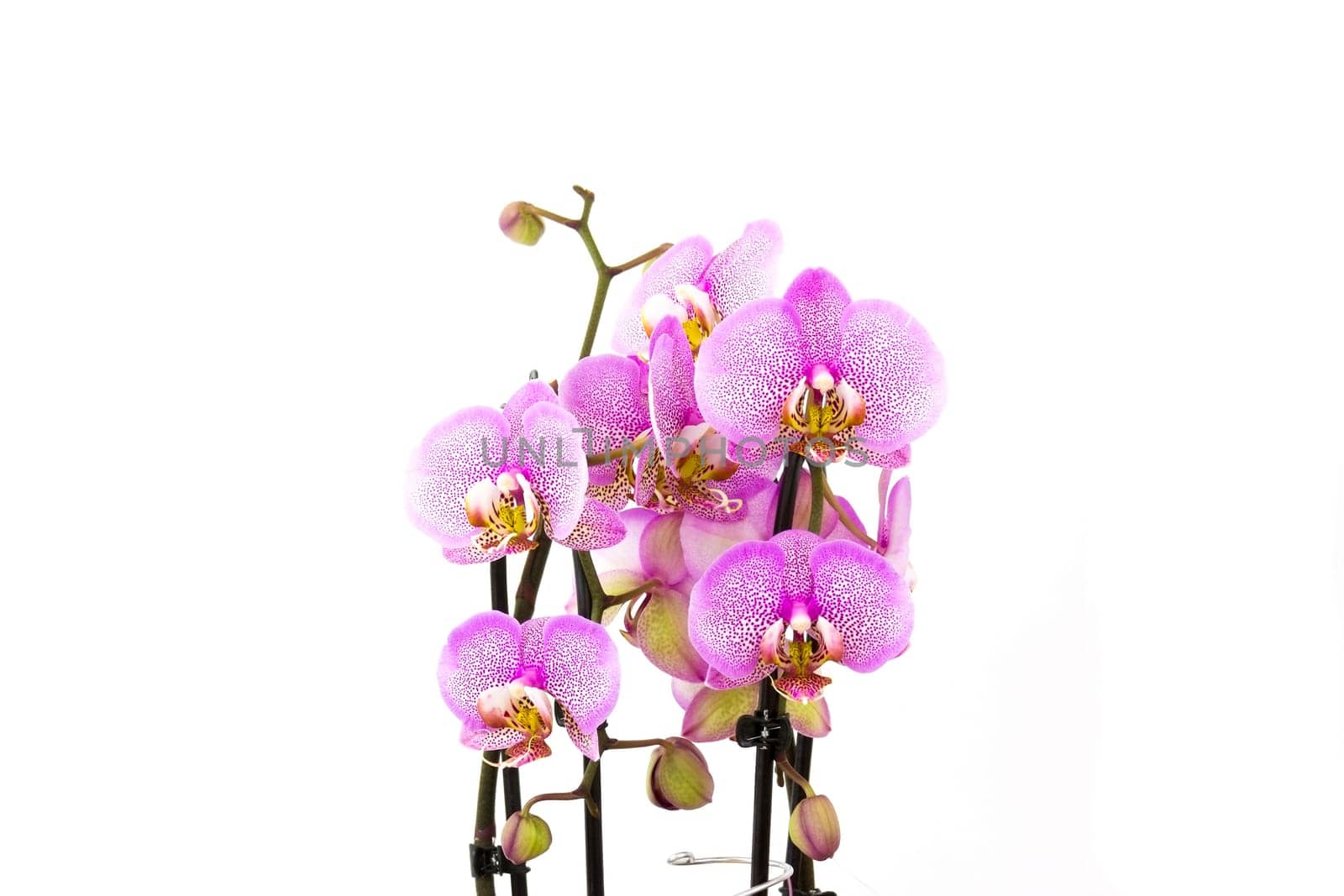 Beautiful pink orchid  -  phalaenopsis - white background