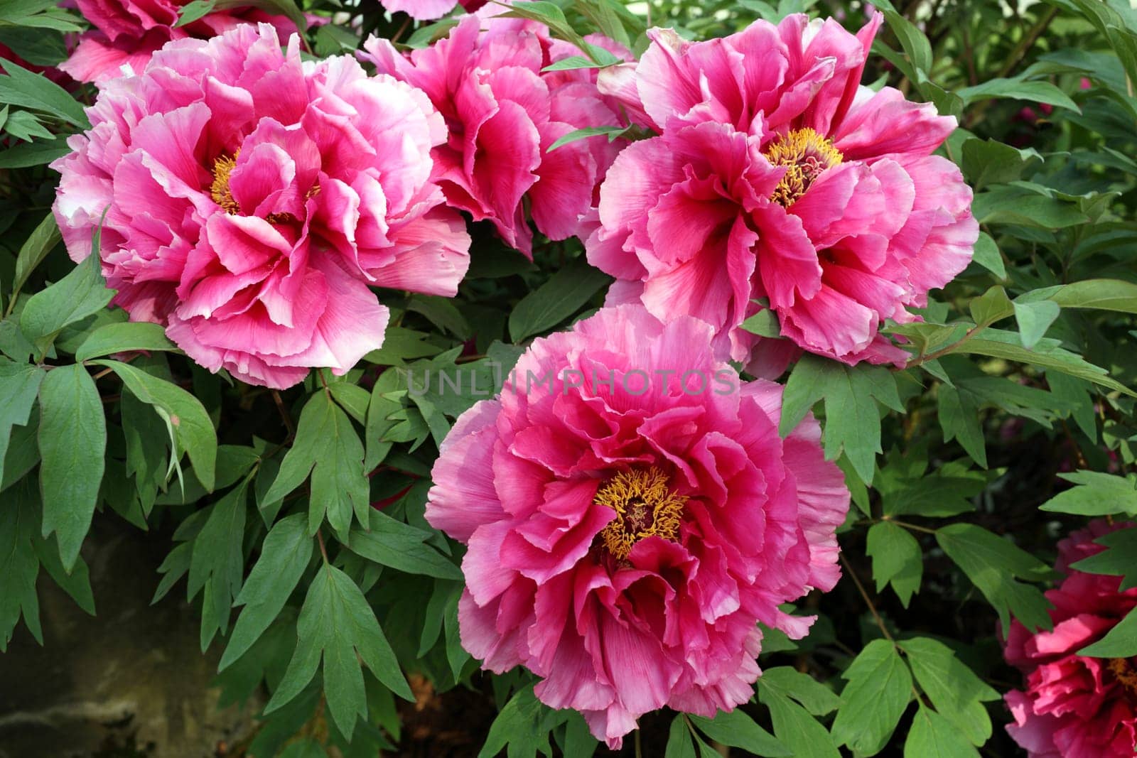 Details of a species of giant peony in garden.