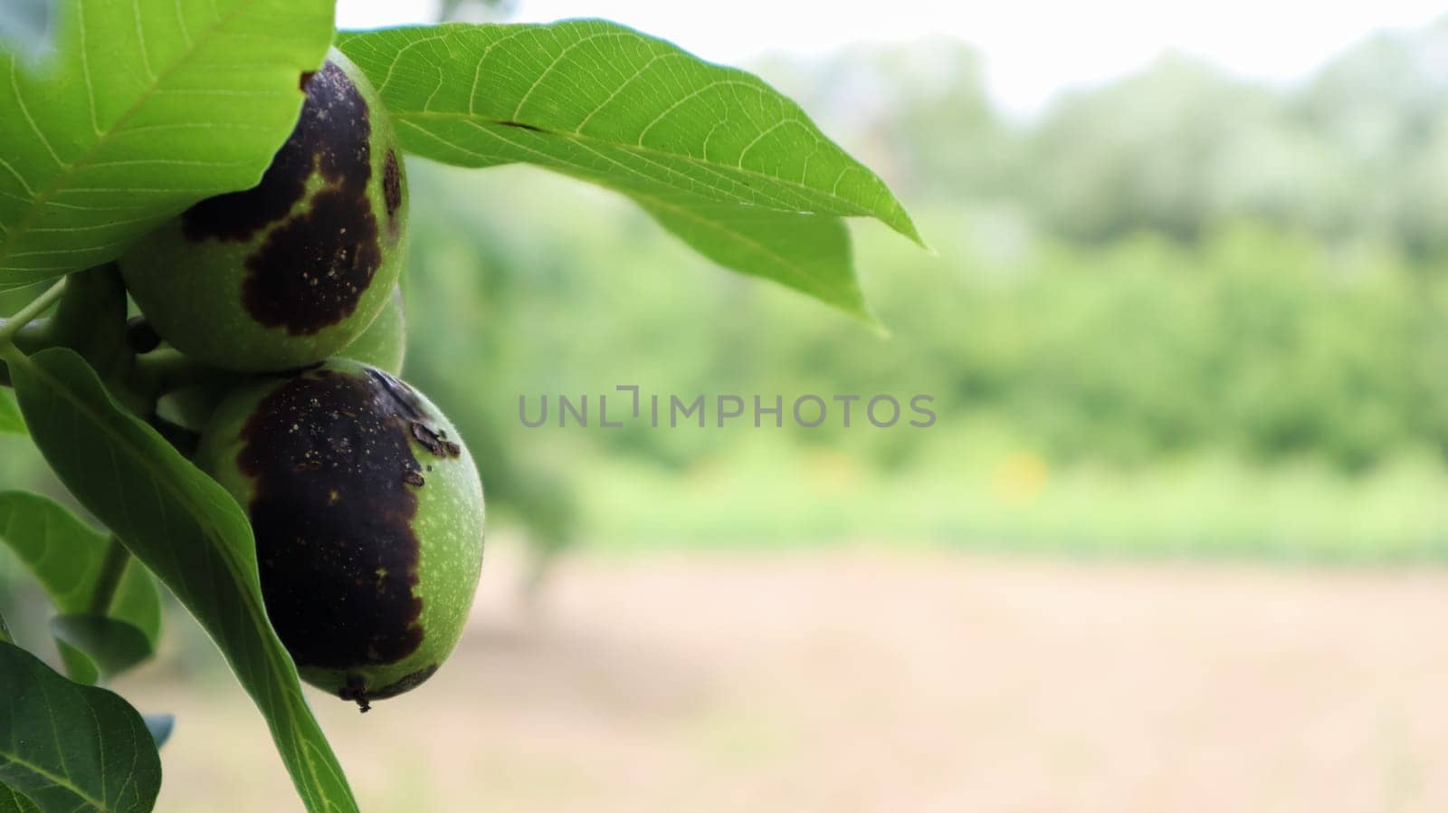 Two unripe walnuts with bacteriosis disease with black spots on a tree branch surrounded by leaves in summer in a garden or horticultural farm, nature. Selective focus with copy space
