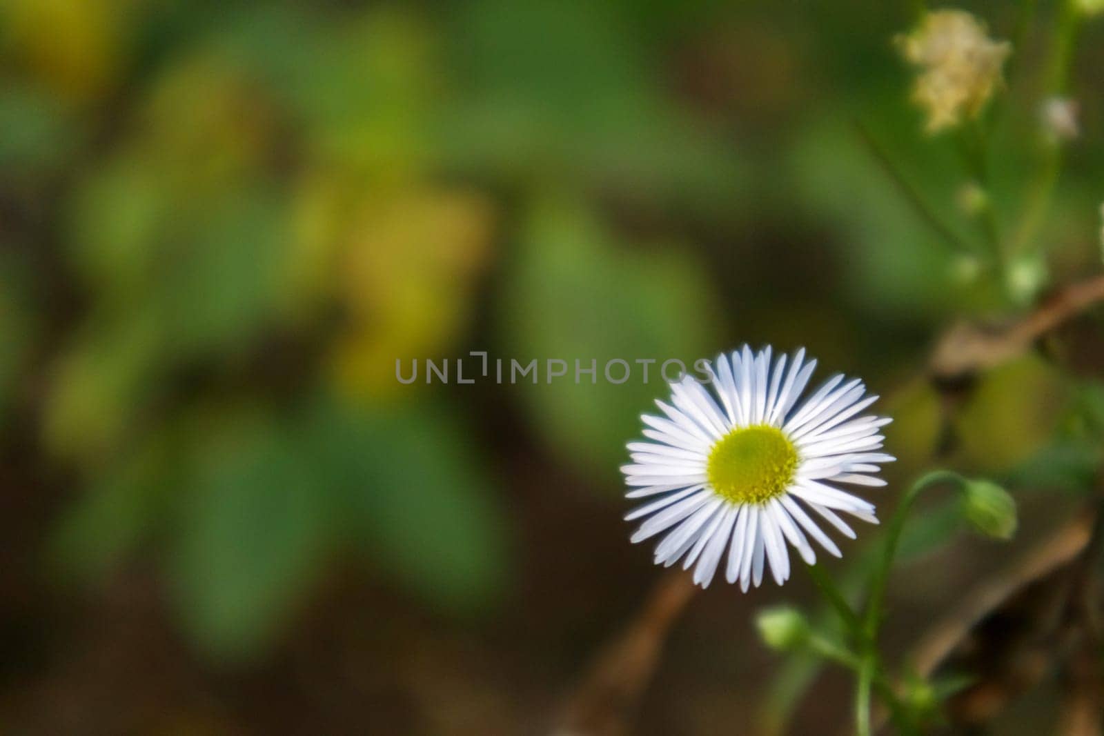 Perennial daisy. Bellis perennis. Chamomile flowers in spring on the lawn. English chamomile, many white flowers with green grass
