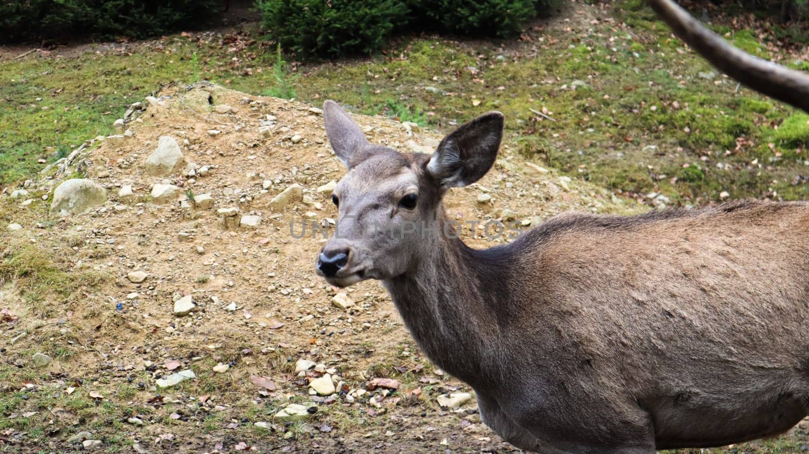 deer walks in the forest in early summer in the Carpathians