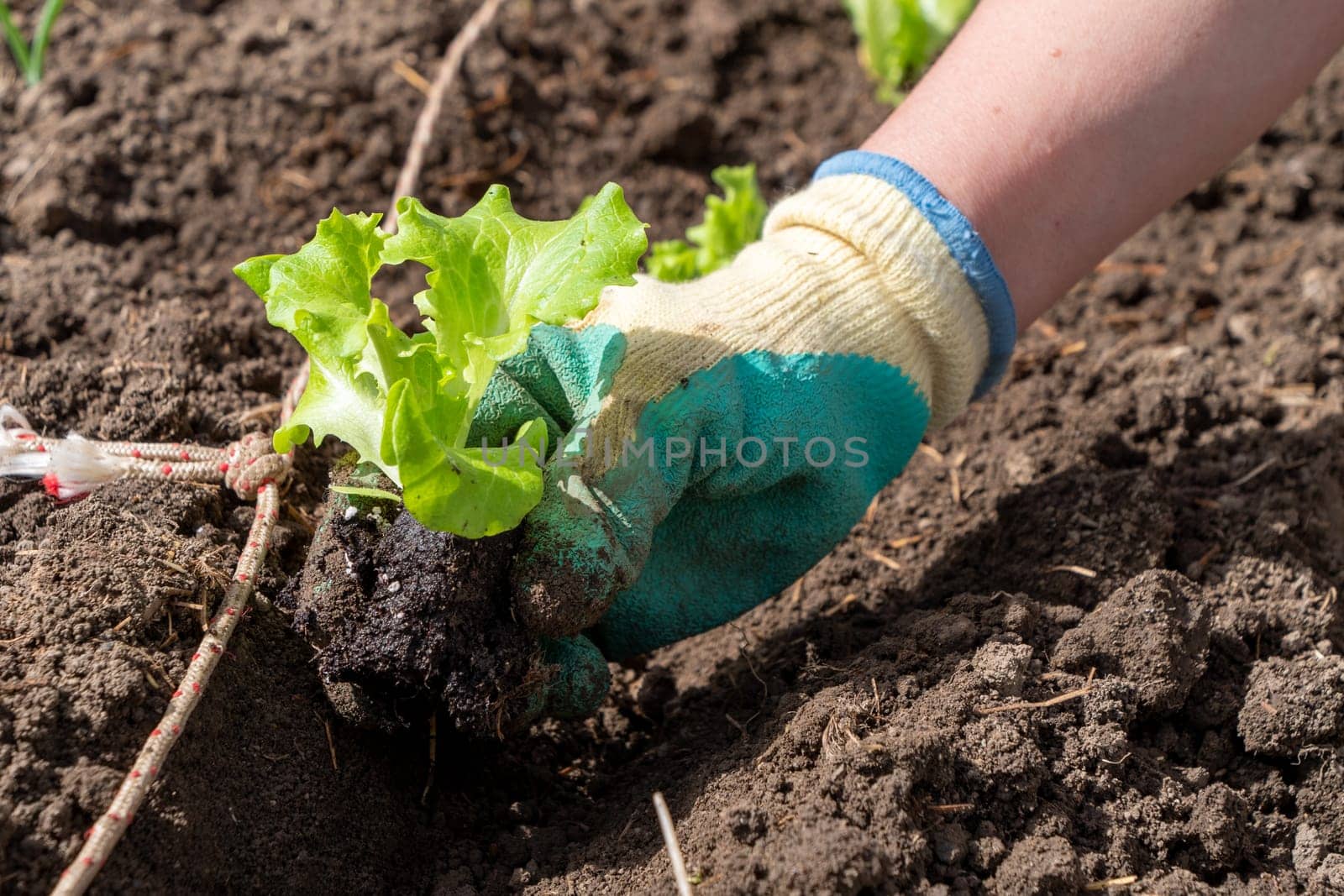 a close up of woman hands gardening