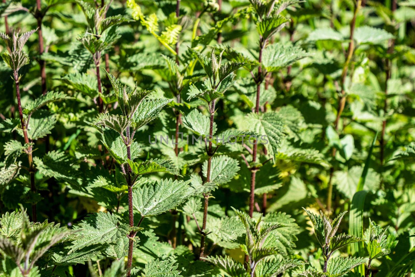 Stinging nettles growing in a field