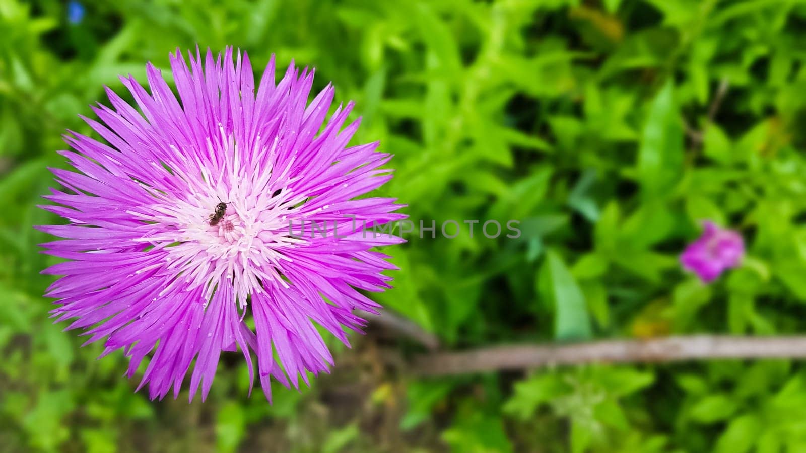 Cornflower meadow field weed plant. Species of the genus Cornflower of the Asteraceae family, or Compositae. It grows in meadows, forest edges and along roadsides. copy space. flat lay