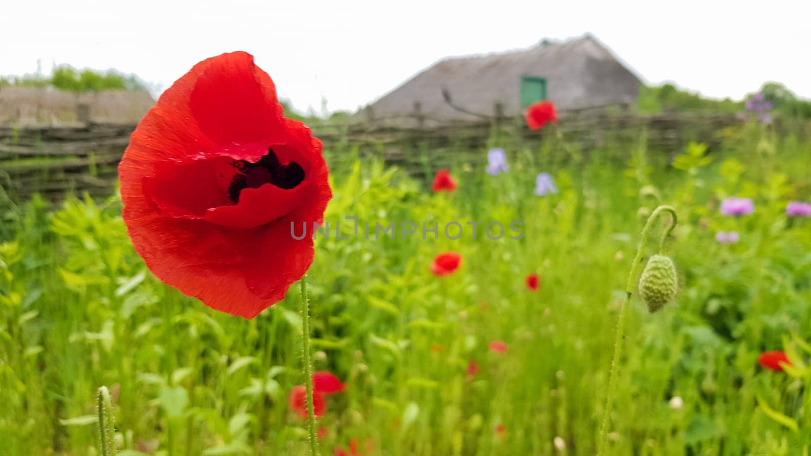 Red poppy flower, a genus of herbaceous plants of the poppy family grows in arid places of the steppes, semi-deserts, deserts, dry rocky slopes of the mountains. Beautiful background with copy space