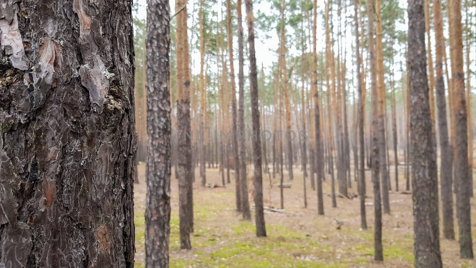 Nature background Pine forest in autumn. Beautiful landscape.