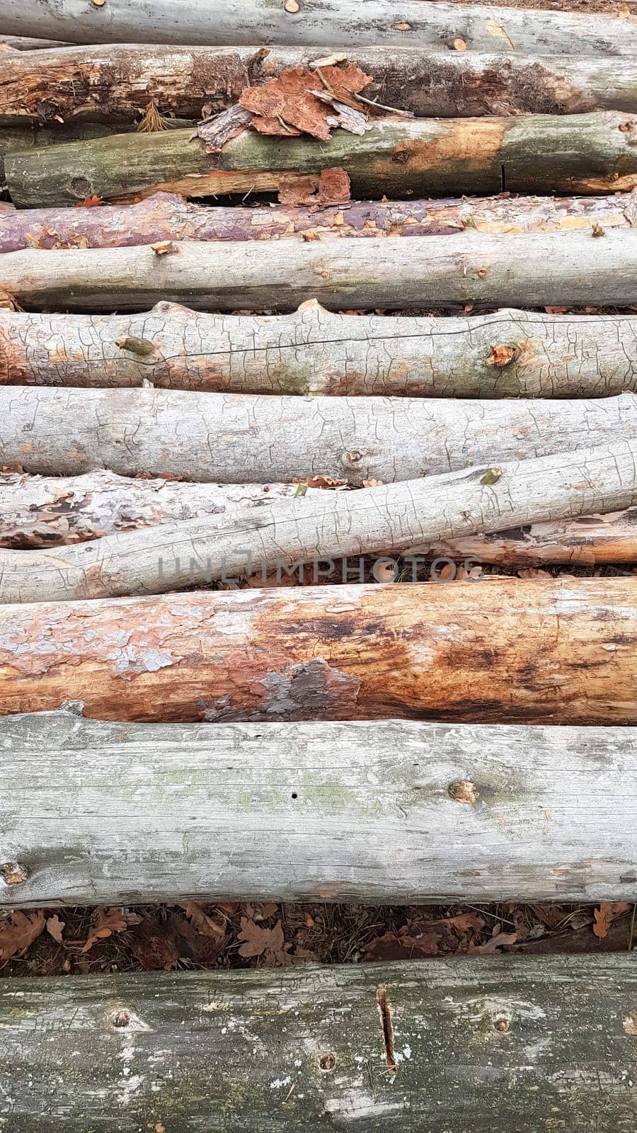 Freshly sawn logs. Logs of trees in the forest after felling.