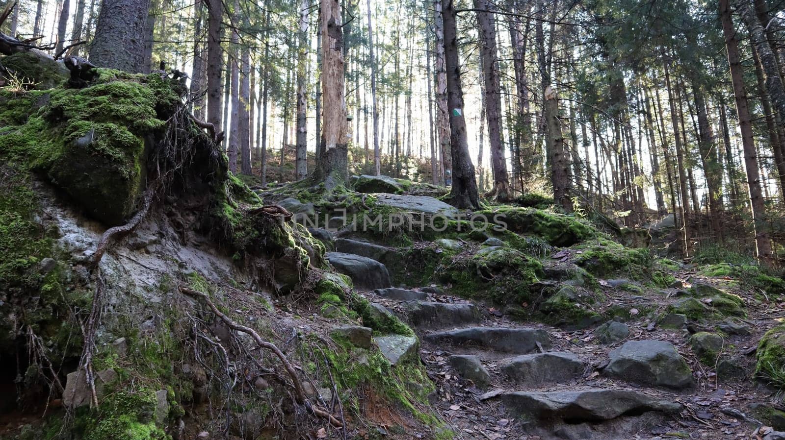 Tourist route Dovbush trail. Picturesque rocks on a hiking trail in a forest mountain near the village of Yaremche in autumn. Beautiful pine forest on a sunny day. Ukraine, Carpathians.