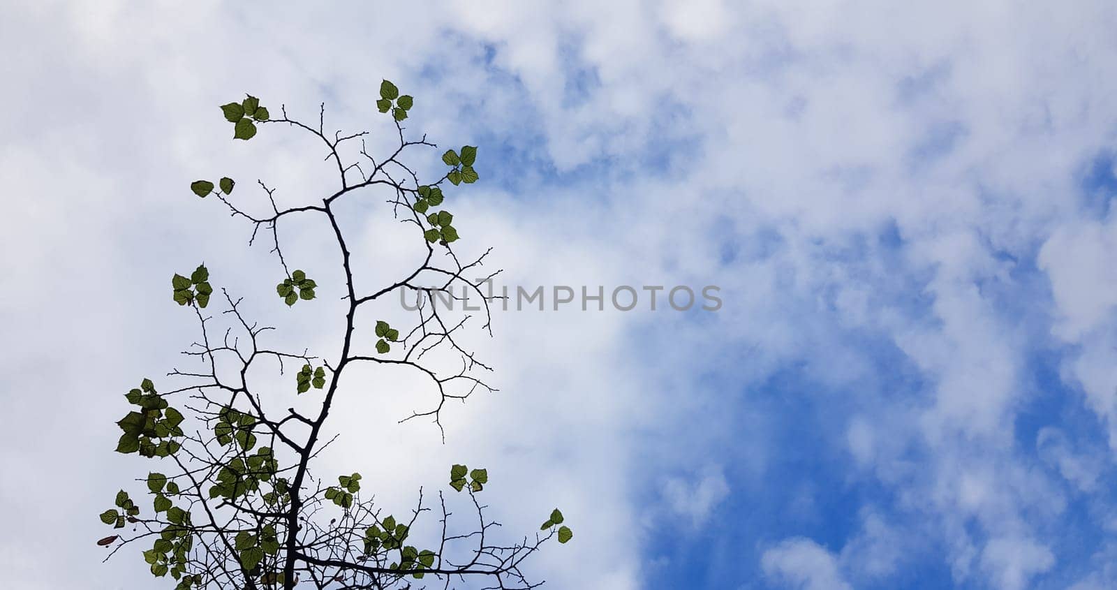 Green leaves on a tree branch against a blue sky with white clouds. Freshness in the spring season. Copy space